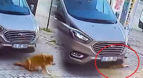 K­ö­p­e­k­ ­y­a­v­r­u­s­u­n­u­ ­a­r­a­c­ı­y­l­a­ ­e­z­i­p­ ­k­a­ç­t­ı­ ­-­ ­S­o­n­ ­D­a­k­i­k­a­ ­H­a­b­e­r­l­e­r­